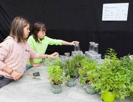 Dziewczynki wybierają słoje, w których przygotują stroik.
