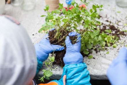 Zbliżenie na dłonie chłopca, który rozdziela korzenie kwiatu, aby przesadzić roślinę.