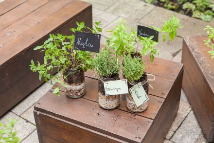 Słoje z zasadzonymi w nich roślinami.