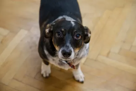 Pies na tle podłogi.