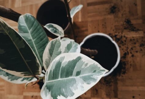 kwiaty doniczkowe, wokół doniczki rozsypana ziemia