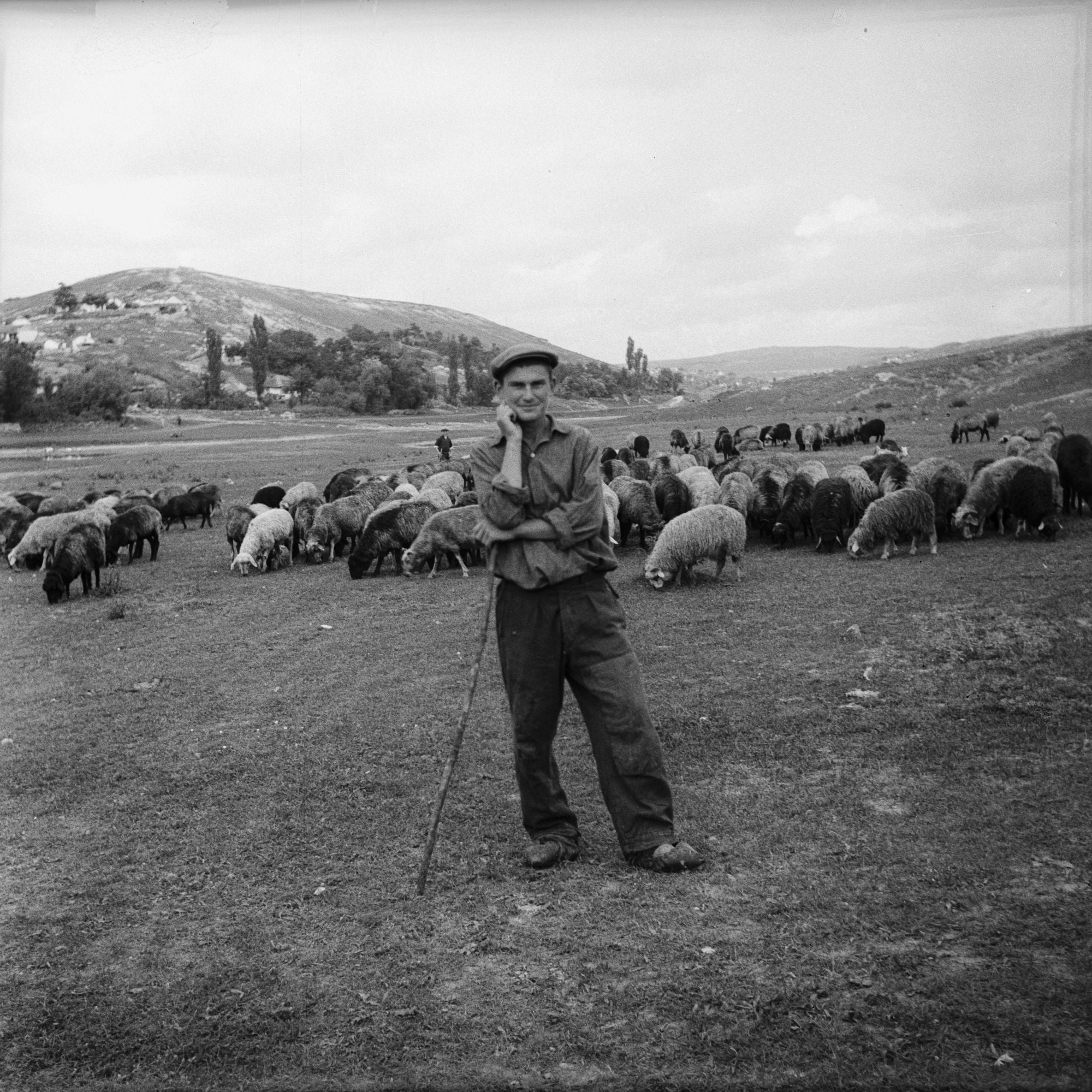 Czarno-biała fotografia  przedstawiająca mężczyznę z kijem w ręce. Za nim jest stado owiec oraz góry.