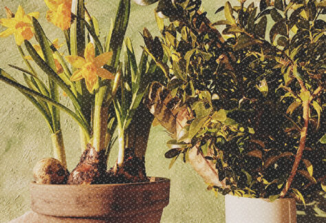 grafika promująca wydarzenie: rośliny doniczkowe, w tym żonkile.