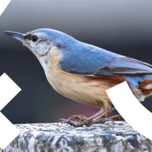 zdjęcie przedstawia kowalika zwyczajnego: ptak szaroniebieski, policzki i podbródek białe, przez oko przechodzi czarny pasek sięgający do karku, rdzawe podbrzusze