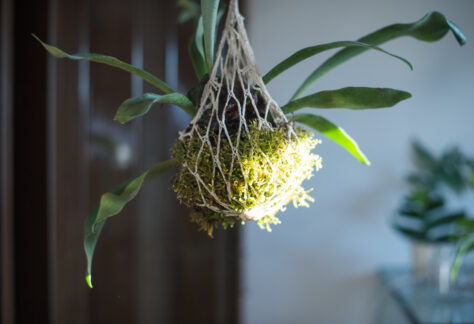 Roślina wyrastająca z wiszącej na sznurkach kulki mchu.