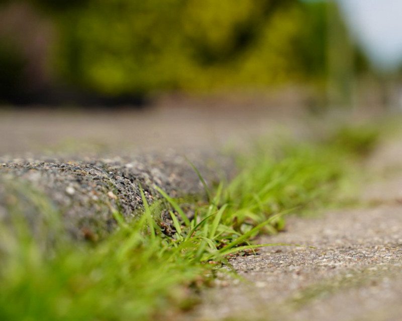 Zdjęcie ścieżki porośniętej trawą.