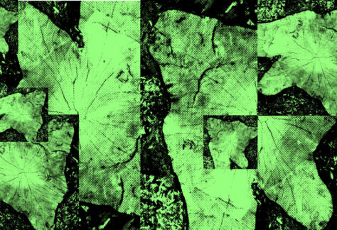 Zielone zdjęcia pnia drzewa.