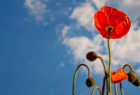 zdjęcie przedstawia mak polny na tle nieba z chmurą