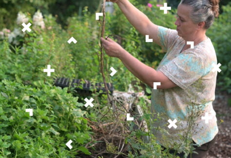 Starsza kobieta na łące. Trzyma w ręce gałąź i ją obcina.