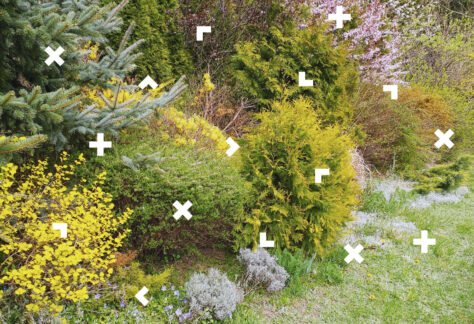 Ogród z krzewami iglastymi.