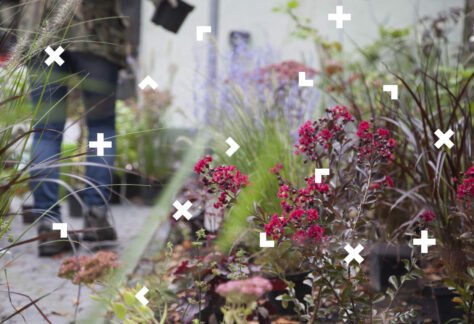 Grządka z kwiatami, przy której chodzi jedna osoba. Widać ją tyłem.