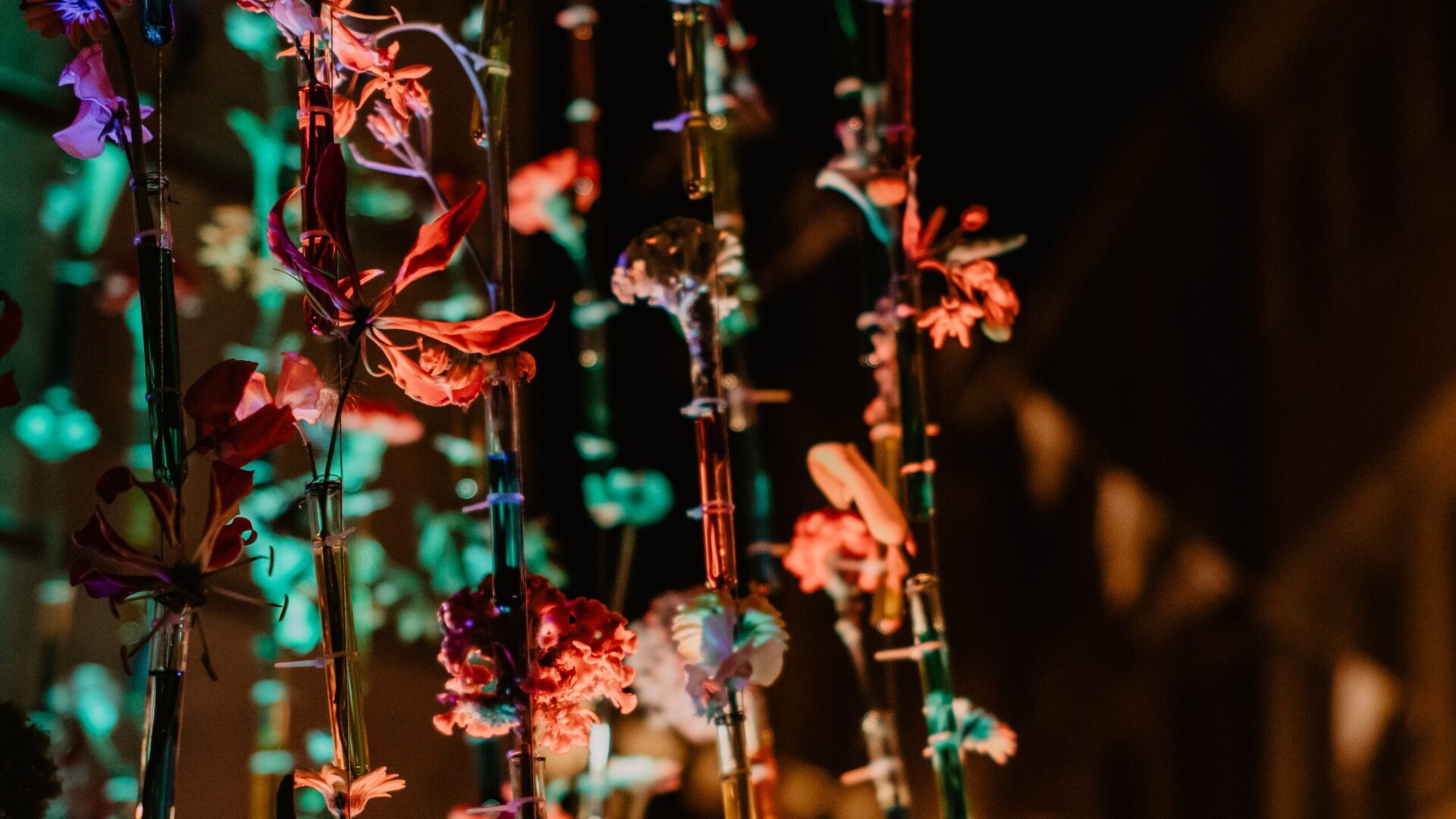 fot. Jakub Bodys (124) Podświetlone kwiaty.