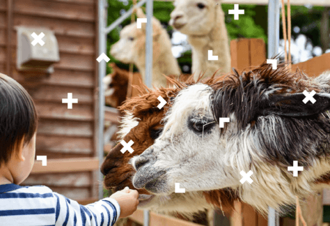 Lamy wyciągają głowy w kierunku ręki chłopca.