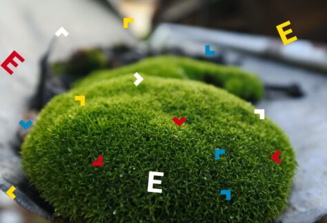 Na stole leżą kule z mchu.