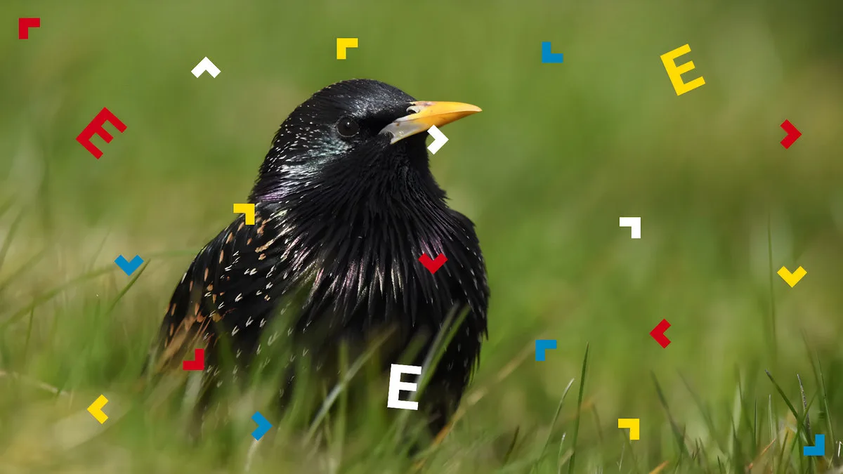 Na trawie siedzi szpak.