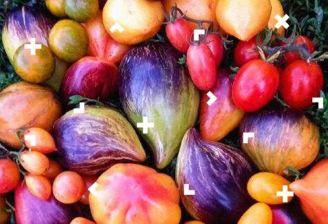 Na trawie leżą pomidory.