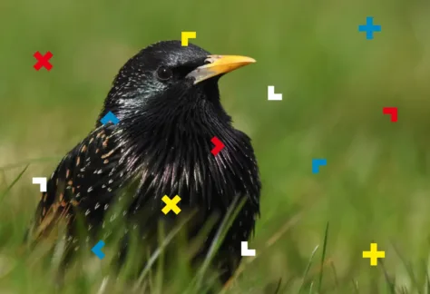 Na trawie jest ptak.