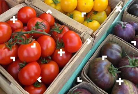 Pomidory w skrzynkach.