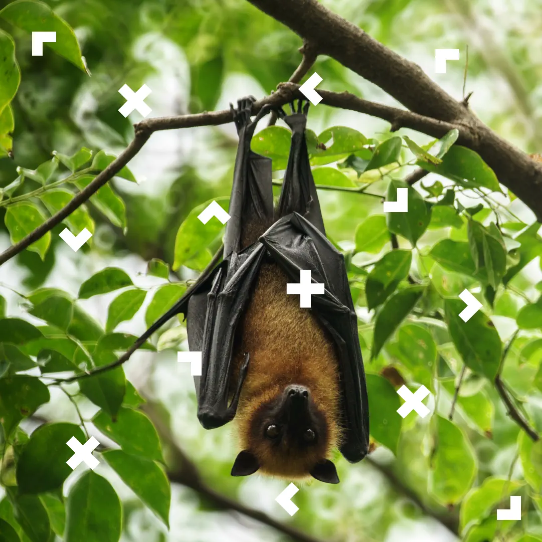 Nietoperz wisi na gałęzi drzewa.