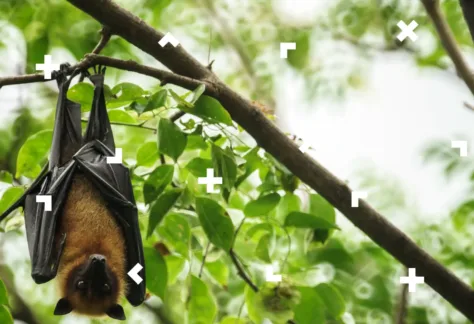 Nietoperz wisi na gałęzi drzewa.