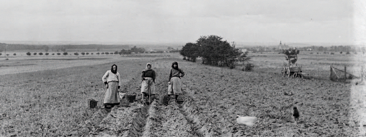 Czarno-białe zdjęcie kobiet w czasie wykopków.