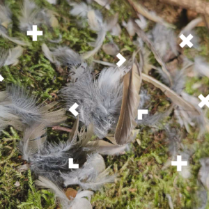 Pióra ptaków leżą na trawie.