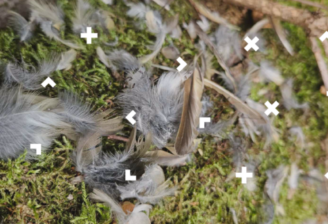 Pióra ptaków leżą na trawie.