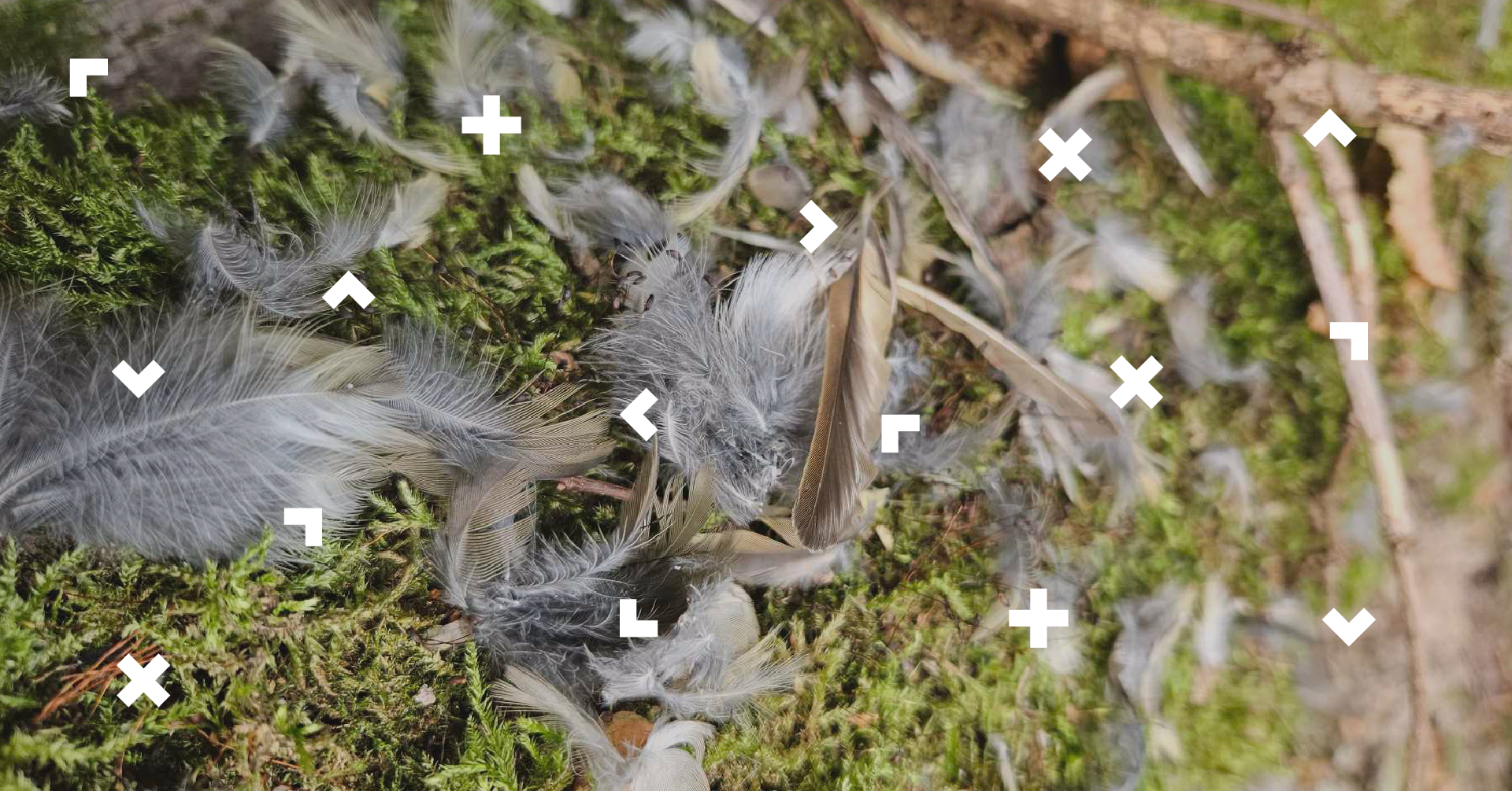 Pióra ptaków leżą na trawie.